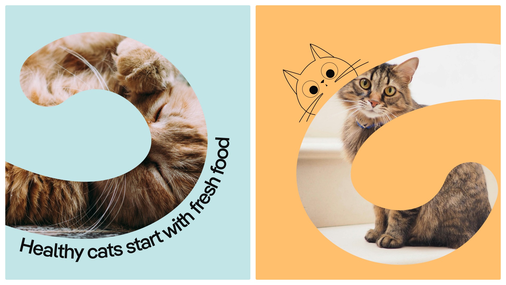 Pikko : Fresh Human-Grade Cat Food Delivery in Australia  Image 4