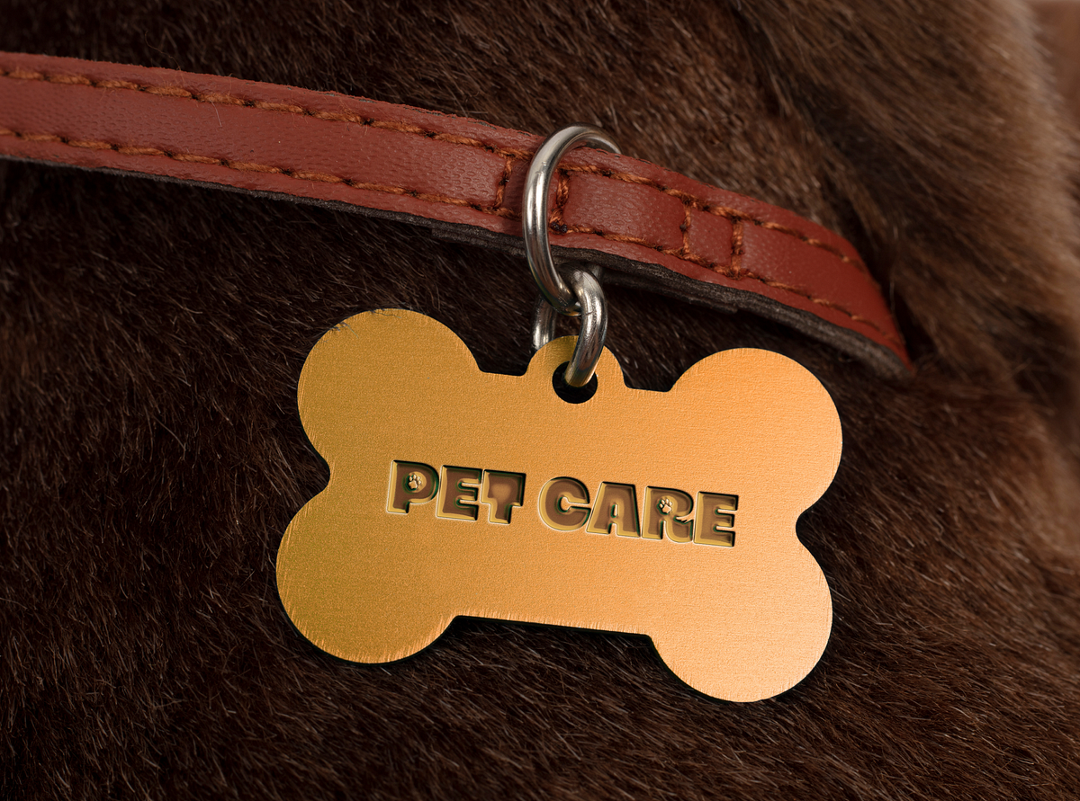 Pet Care Bento Branding and Visual Identity Design Image 2
