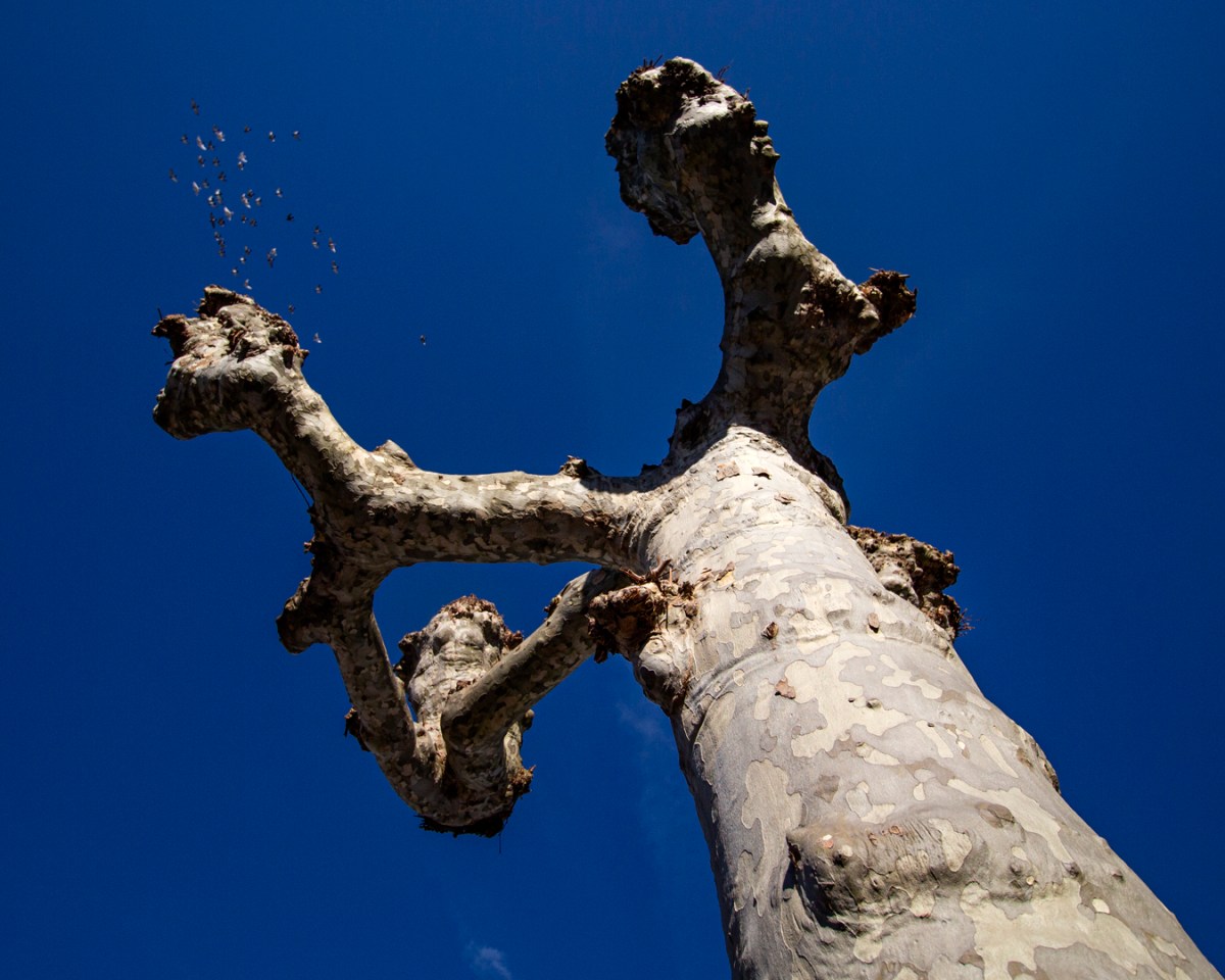 Natura – byZO.