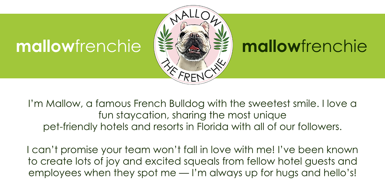 Mallow The Frenchie Image 0