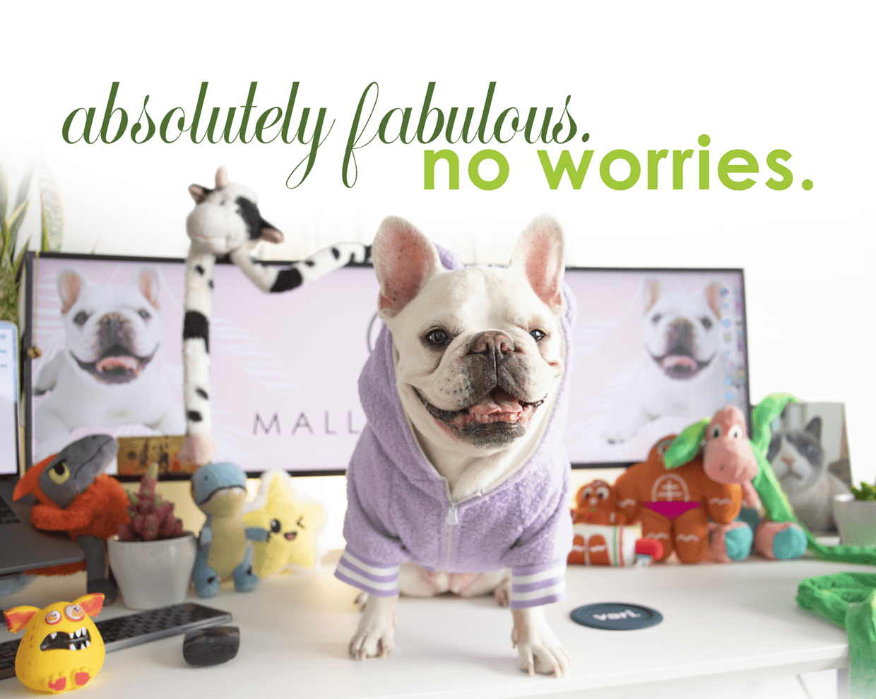 Mallow The Frenchie Image 1