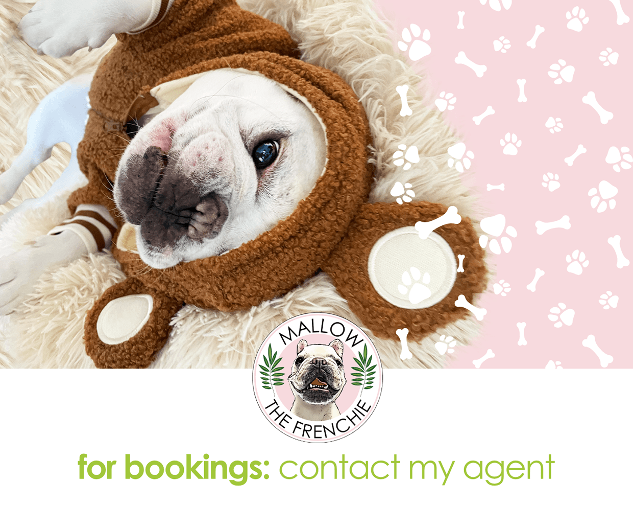 Mallow The Frenchie Image 10