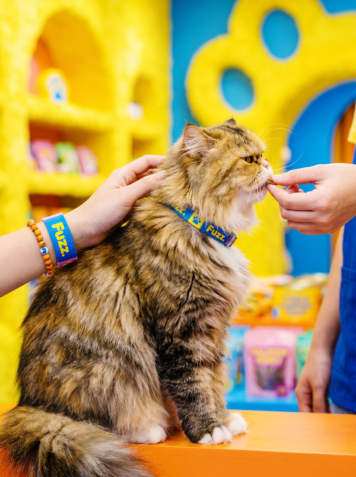 FUZZ & CO. | Vibrant Kidcore Pet Branding by Up-Brands™ Image 66