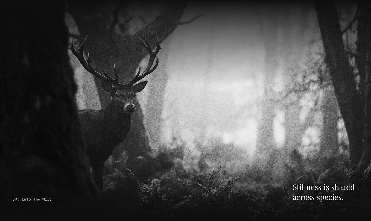 TrueCraft Studio | Minimal Photography Website Design Image 4