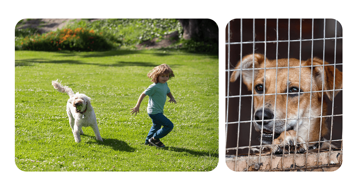 PawMatch | AI-Powered Pet Adoption App Image 9