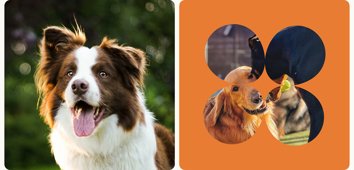 Award-Winning Pet Care Webflow Website Design Image 1