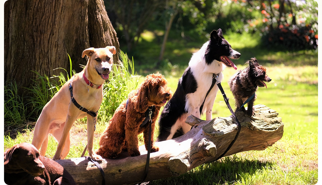 Award-Winning Pet Care Webflow Website Design Image 13