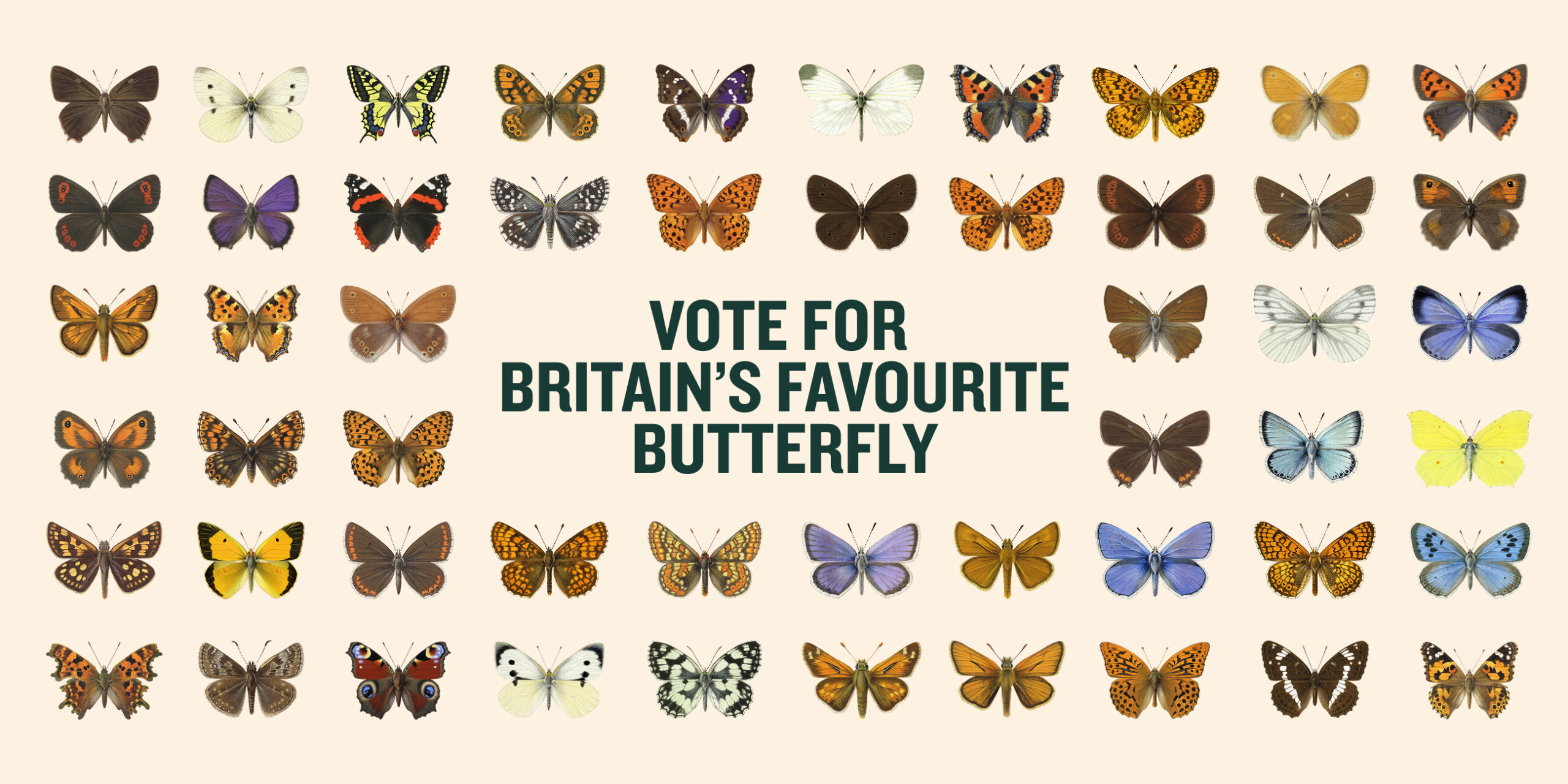 Vote for Britain’s Favourite Butterfly