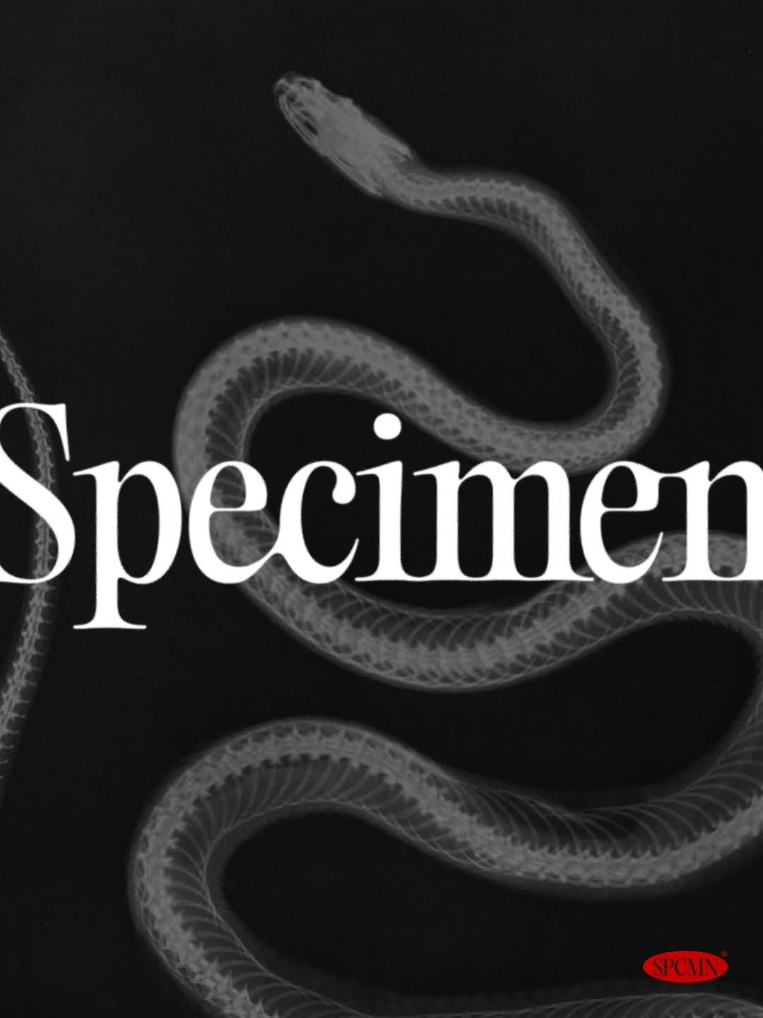 Specimen© Shop Image 2