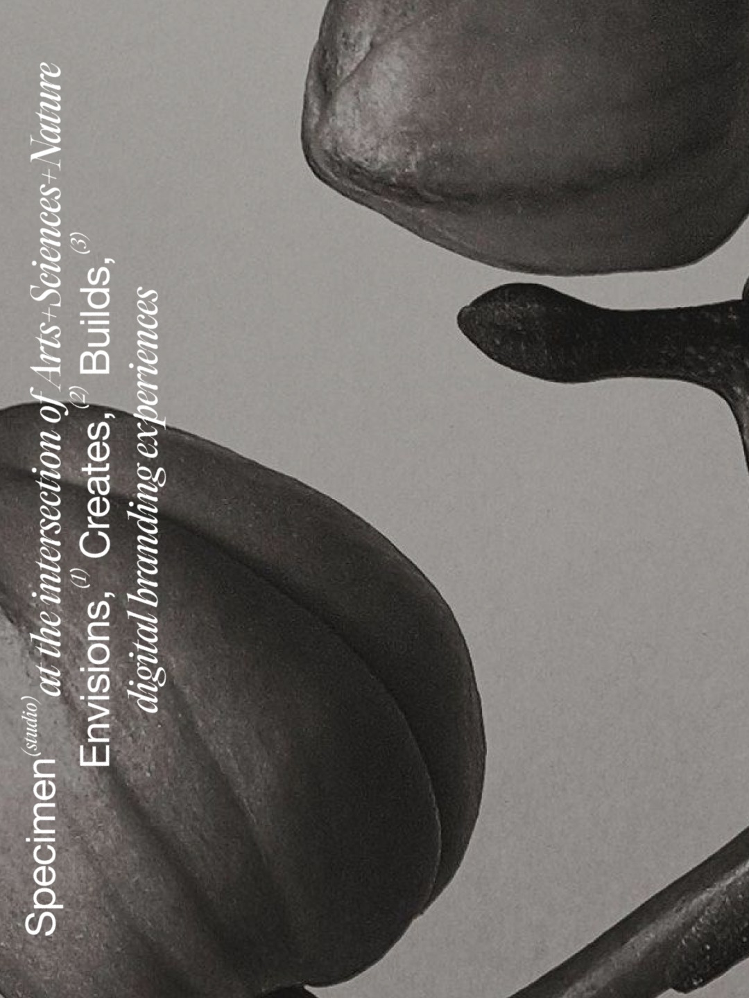Specimen© Folio 2026 Image 12