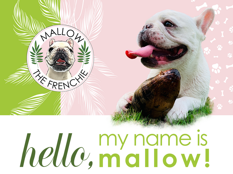 Mallow The Frenchie