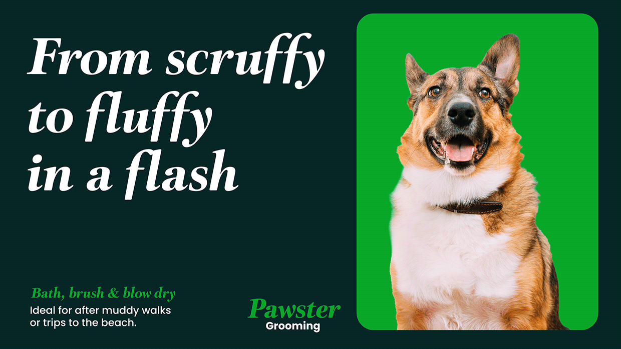 Pawster Image 14