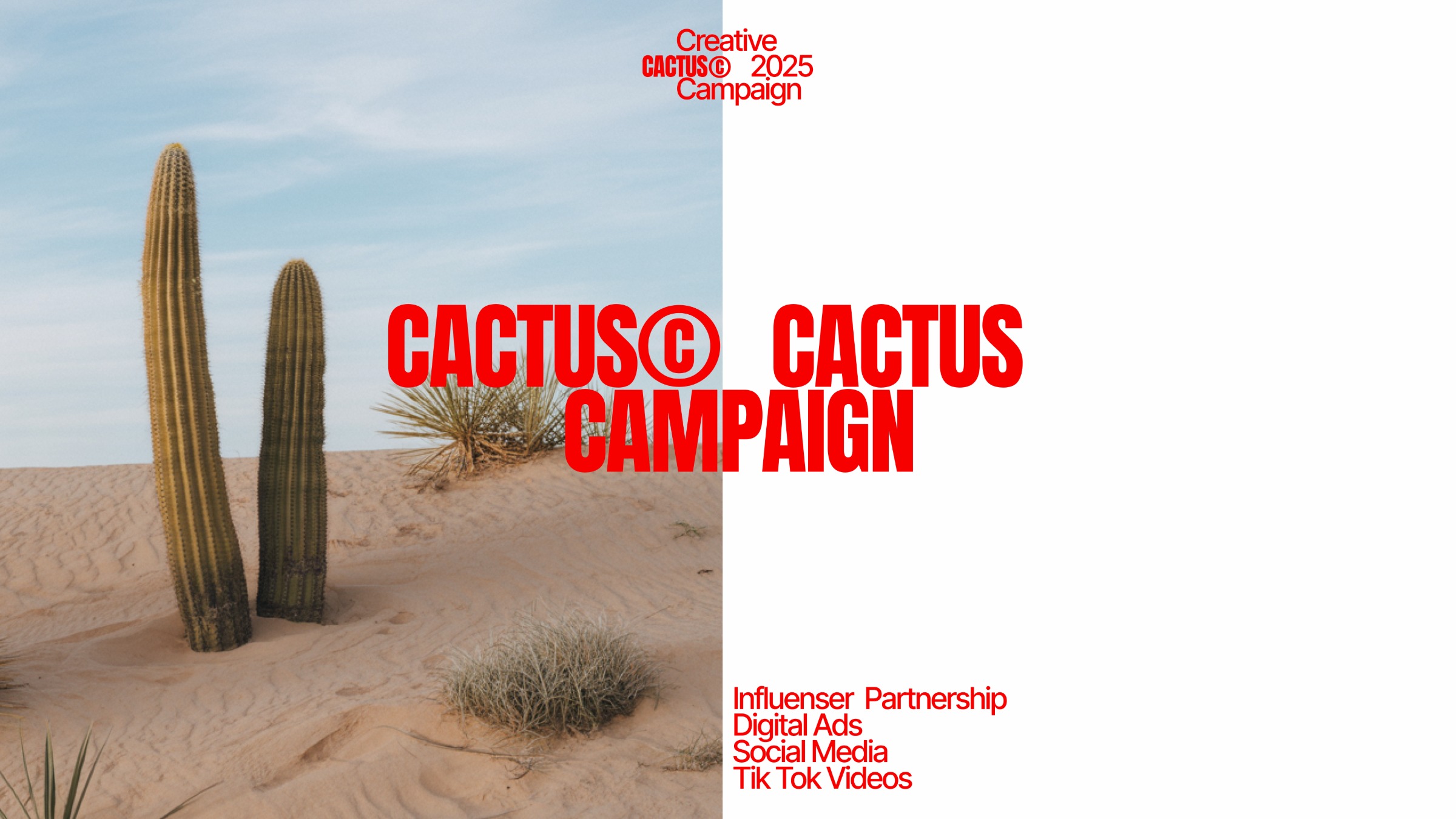 Cactus Campaign Image 0