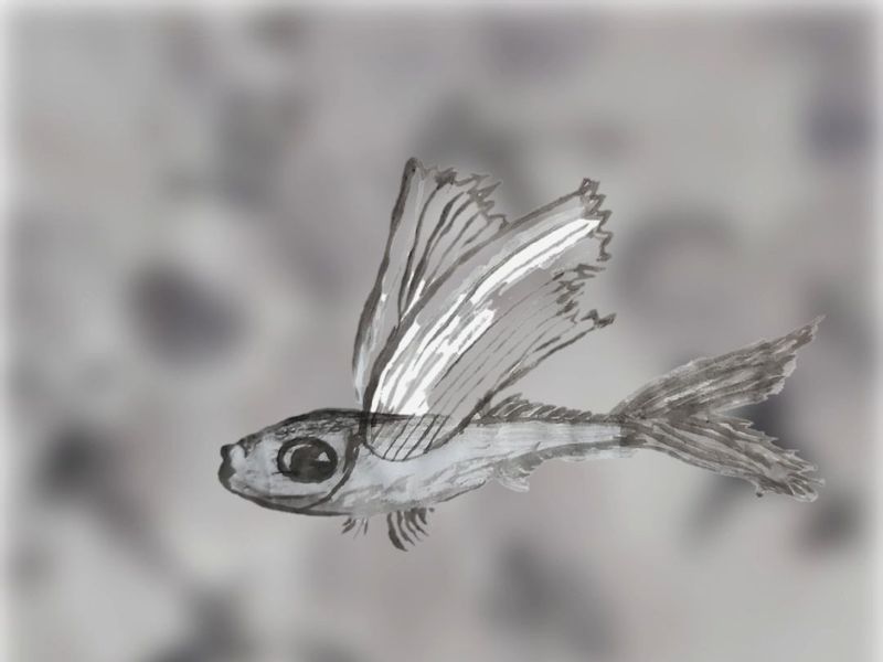 flying fish