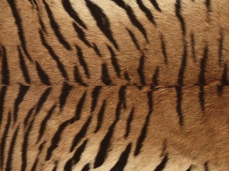 Personal Portfolio Website 🐯