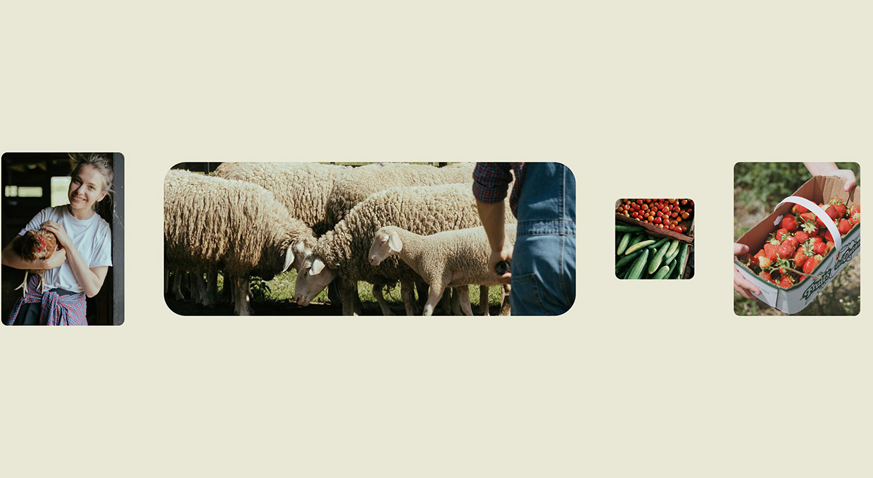 Kresho | Agriculture Brand Identity & UI/UX Image 11