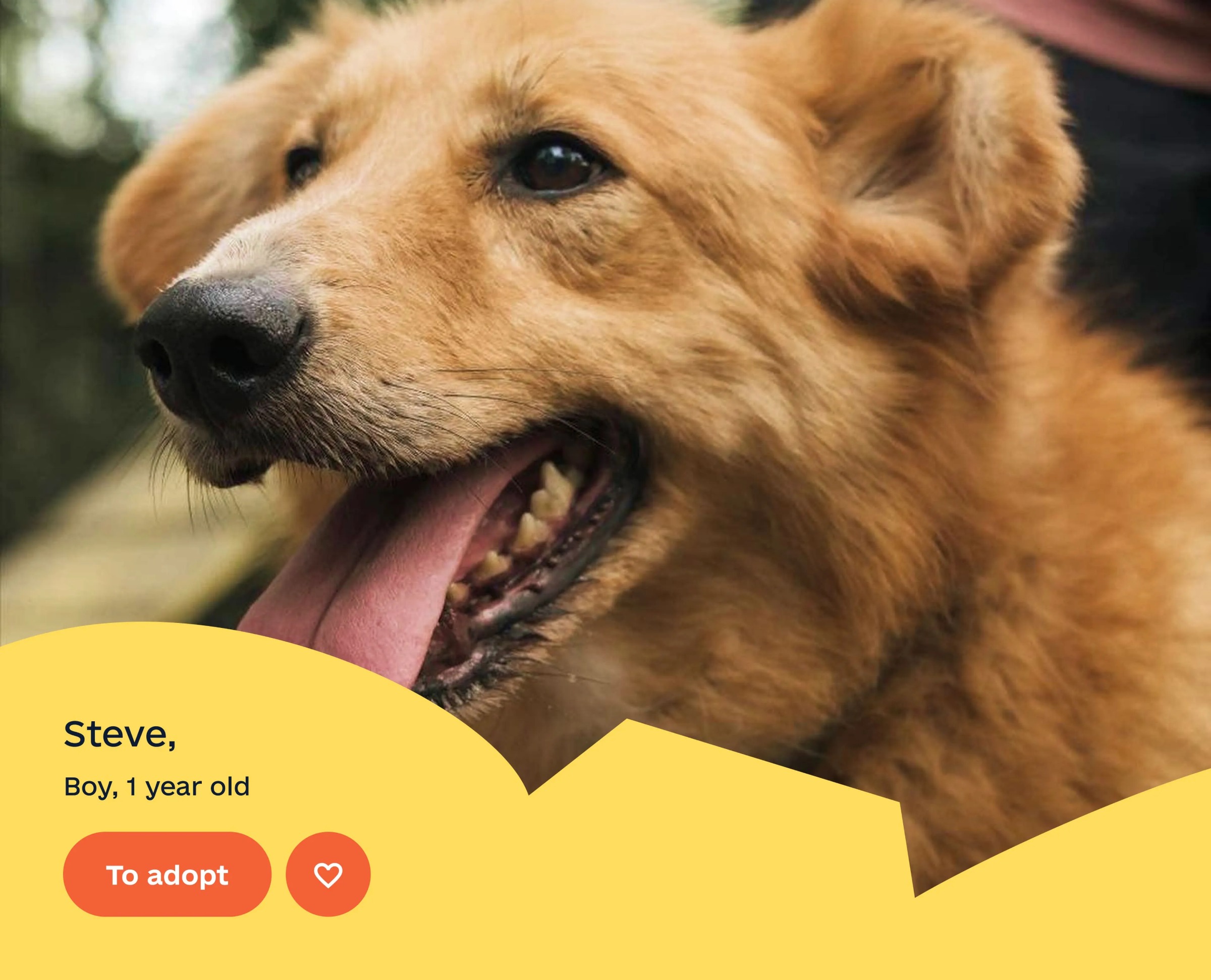 Sirius Animal Shelter – Web Design Image 18