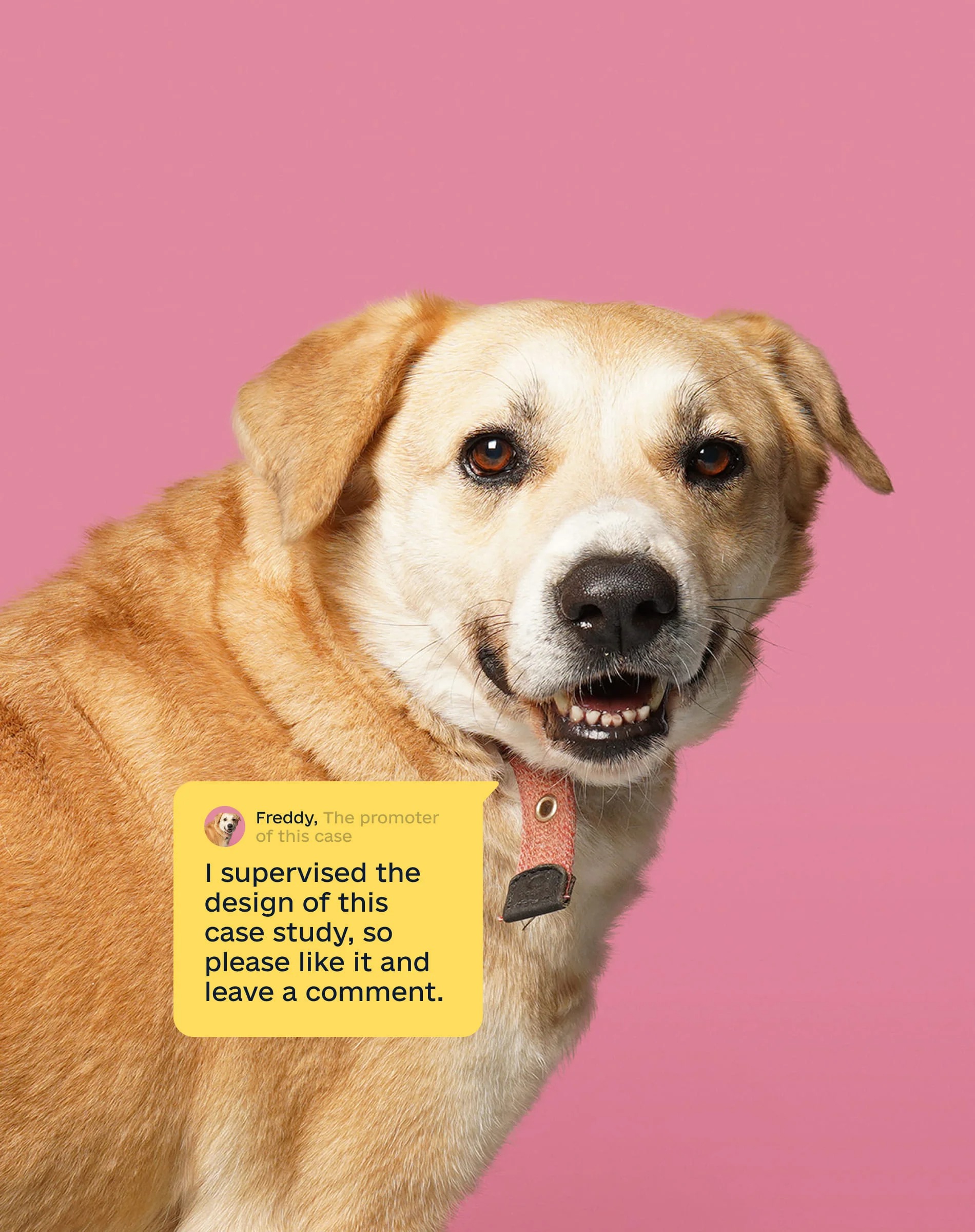 Sirius Animal Shelter – Web Design Image 25