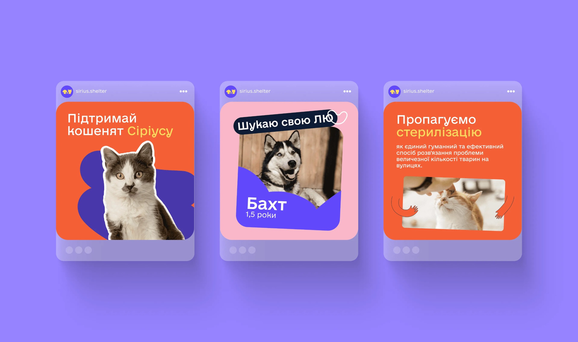 Sirius Animal Shelter – Web Design Image 33