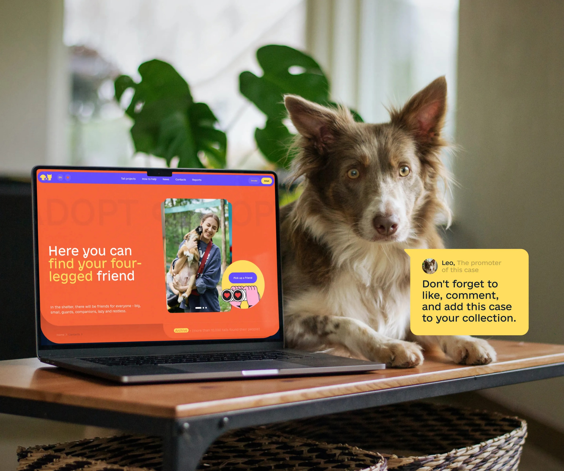 Sirius Animal Shelter – Web Design Image 35