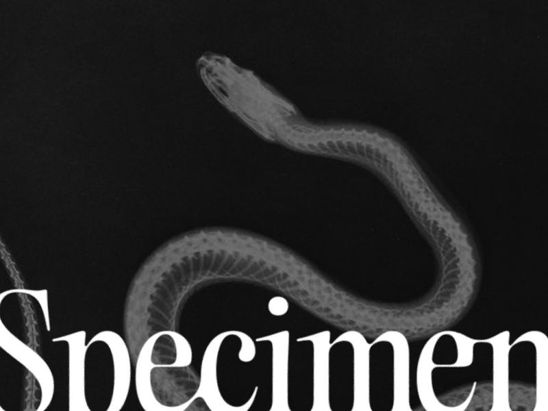 Specimen© Folio 2026