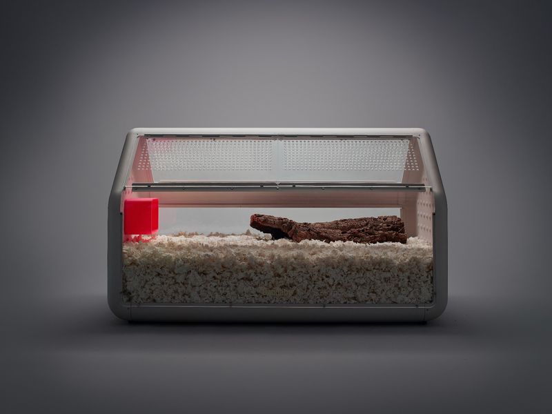Bandaby — Premium Pet Habitat Brand Identity