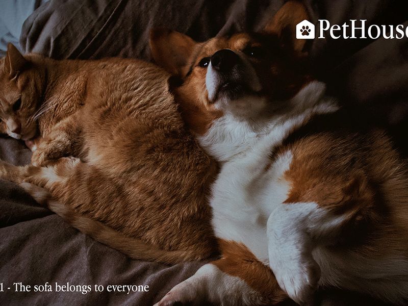 PetHouseCo | Branding & packaging Pet-safe home care