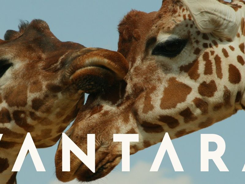 Vantara Web Design & Development | Clay