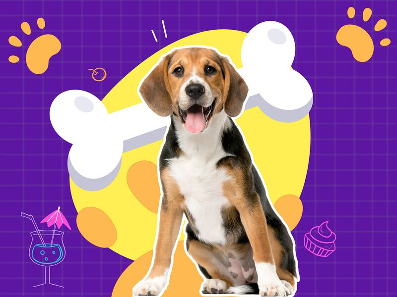 Pet Food Website Design for E-commerce Shop