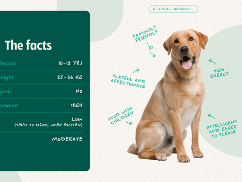 Lyka Dog Food | Bad Type Society