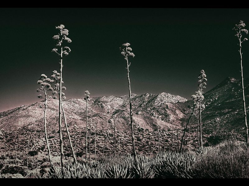 In the Anza Borrego
